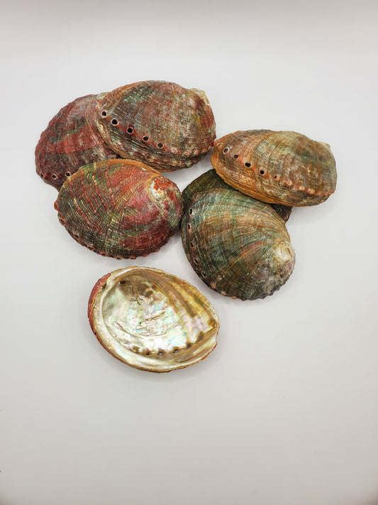 Abalone Shell for Smudging - 4"